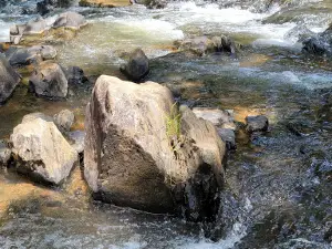 Burnt Mills Creek
