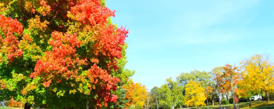 Chippawa Park
