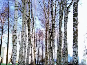 YA Gagarin Park