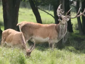 Scandinavian Wildlife Park