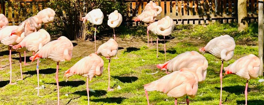 Zoo Hodonin