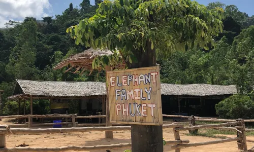 Kerchor​ Elephant​ Family​ Phuket