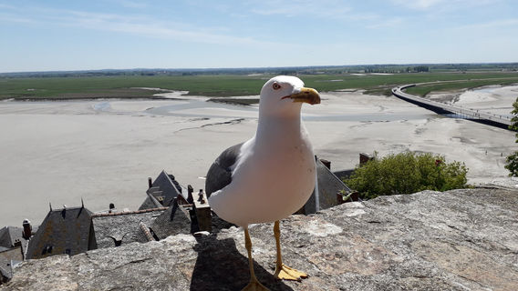 Maison de Bertrand du Guesclin
