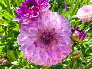 Amarillo Botanical Gardens