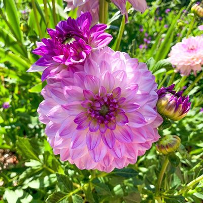 Amarillo Botanical Gardens