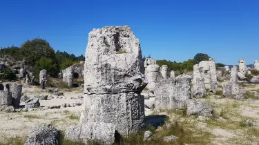 Stone Forest