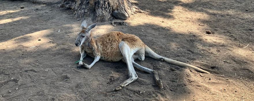 Kangaroo Creek Farm
