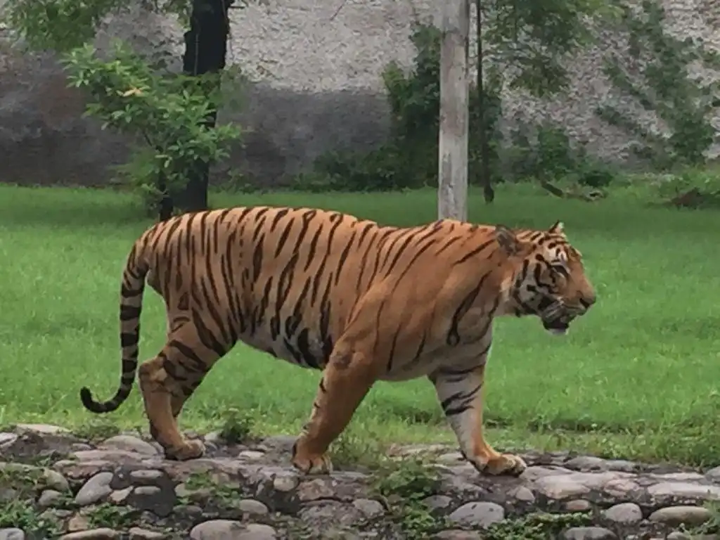 Hotels near Mahendra Chaudhary Zoological Park