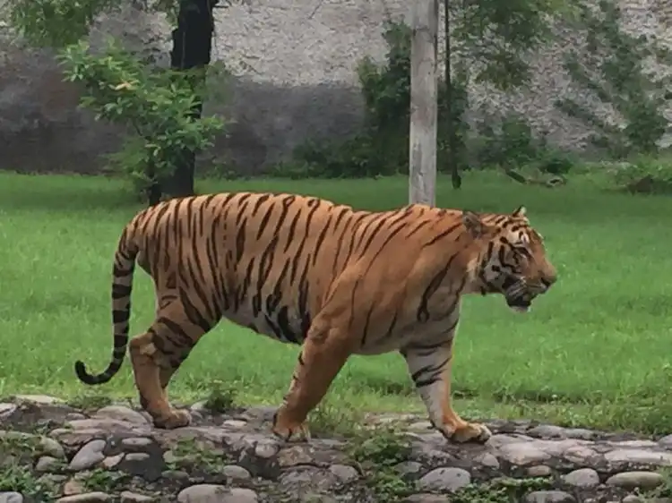 Zirakpur
