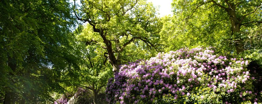 Schlosspark Lutetsburg