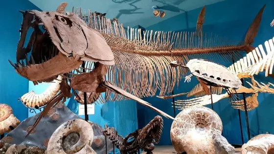 Black Hills Institute - Museum