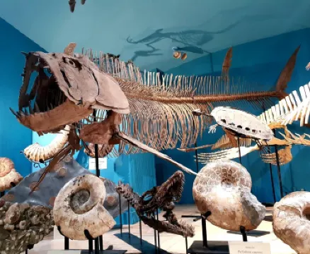 Museum @ Black Hills Institute