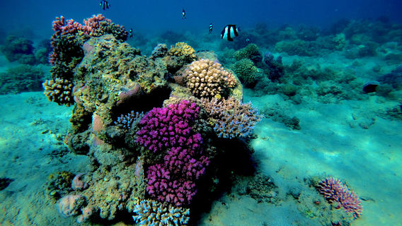 Orca Dive Clubs Safaga