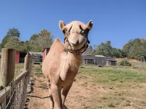 Little Ponderosa Zoo and Rescue