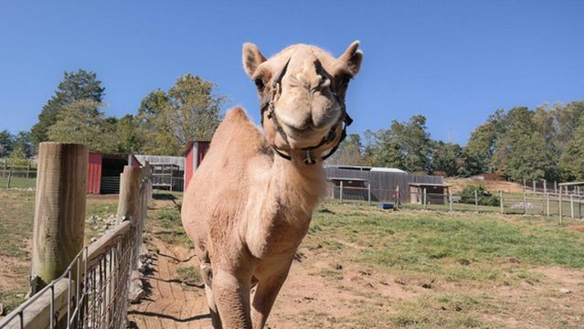 Little Ponderosa Zoo and Rescue