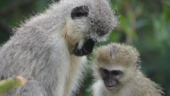 Vervet Monkey Foundation