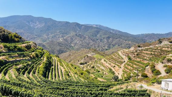 Tsiakkas Winery