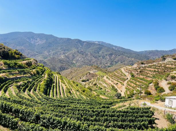 Tsiakkas Winery