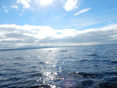 Dolphin Spirit Inverness