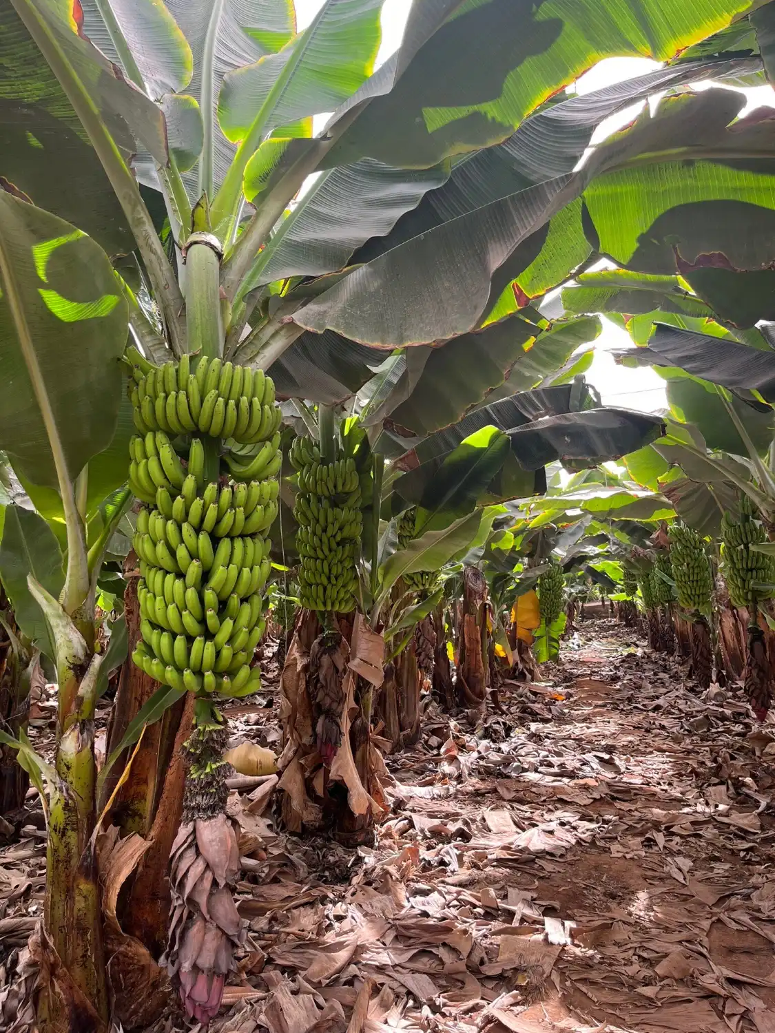 Hotels near Finca Las Margaritas Banana Experience
