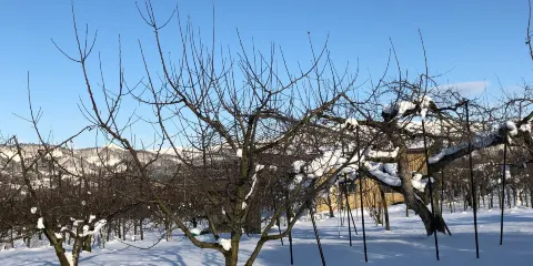 齋藤観光果樹園