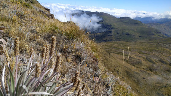Páramo de Sabana Rubia
