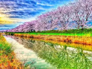 Nagarekawa Cherry Blossoms