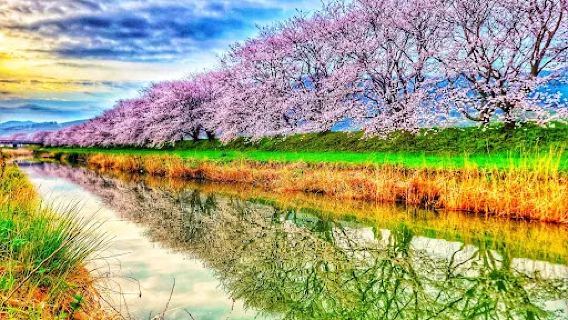 Nagarekawa Cherry Blossoms