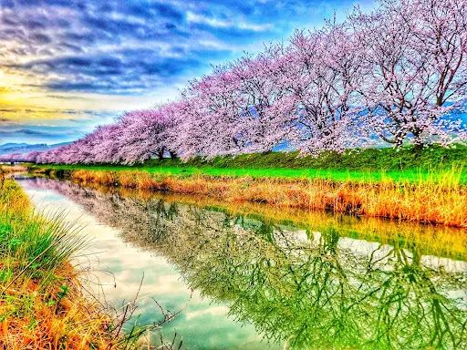 Nagarekawa Cherry Blossoms