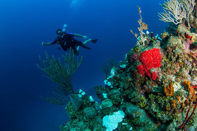 West Bay Divers