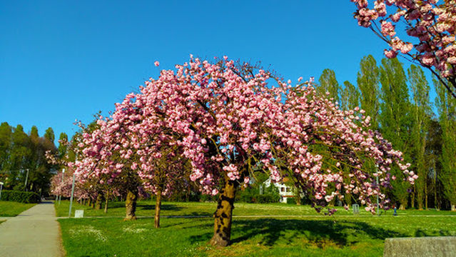 Parco Alfredo Albanese