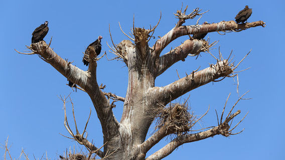 Brikama Craft Market