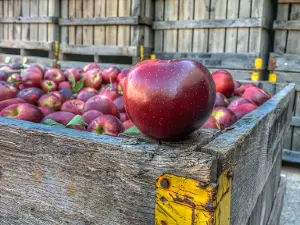 Morris Orchard
