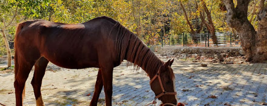 BUHARKENT BELEDİYESİ GELENBE MESİRE ALANI