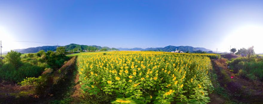 土佐市出間ひまわり畑