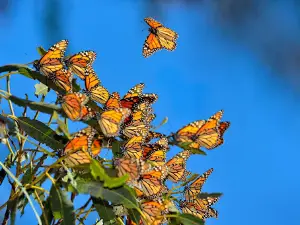 Popular Fall Viewing Attractions in Michoacan