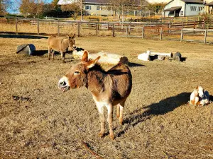 Why Not An American Ark