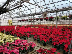 Cerny's Greenhouse of Tomahawk, Inc.