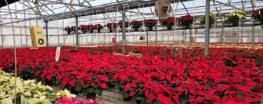 Cerny's Greenhouse of Tomahawk, Inc.