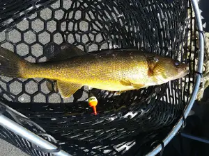 Tom Leahy's Guide Service