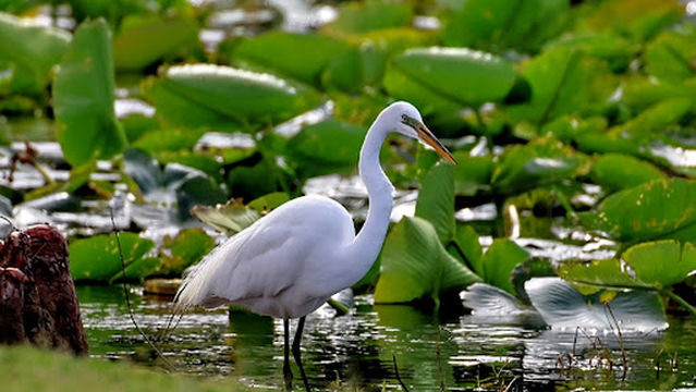 Frank Brown Park Fishing Lake
