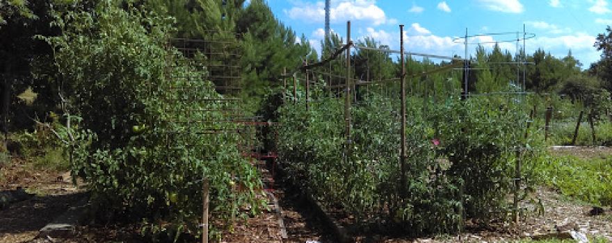 Lanier Community Garden