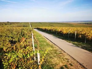Vidikovac Vina Belje