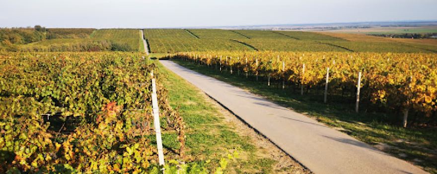 Vidikovac Vina Belje