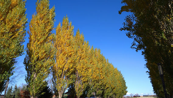 Ishikari Fureai-no-mori Park