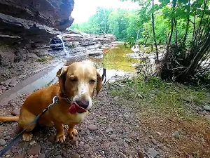Bonanza Falls