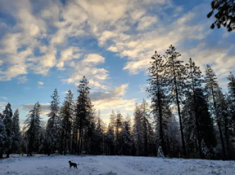 Stanislaus National Forest