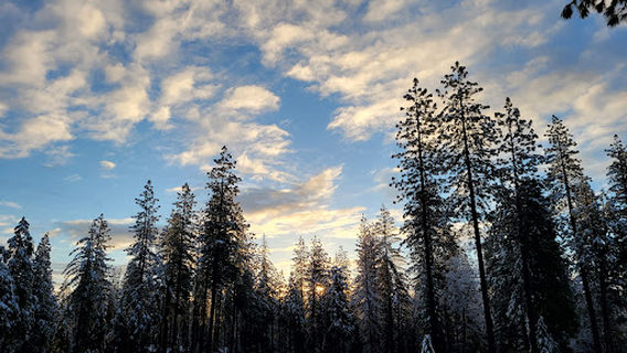 Stanislaus National Forest
