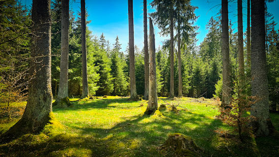 Rothaarkamm am Grenzweg