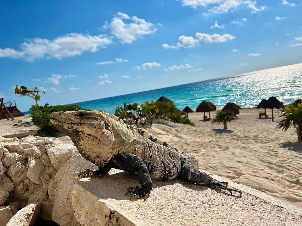 5_Dolphins Beach